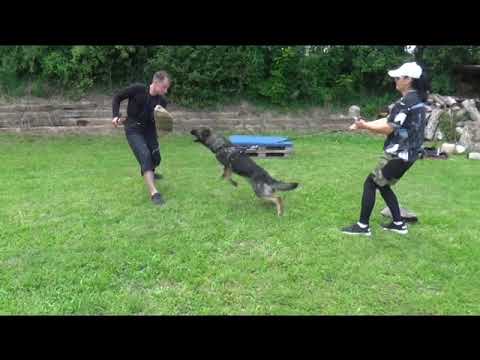 Baratheon Orrylordblack Protection 6/2020