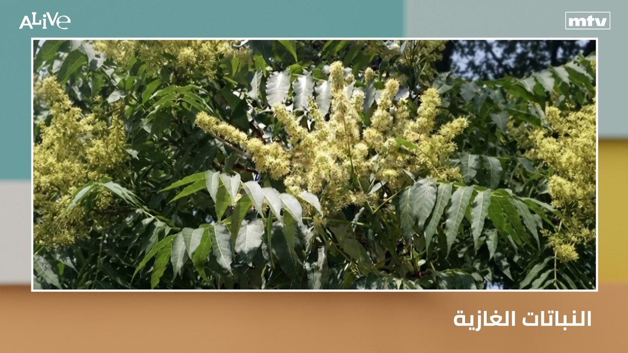 النباتات الغازية