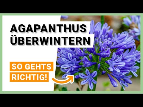 Agapanthus richtig überwintern: Pflege- & Pflanzentipps