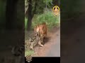 Sabarimala S Tiger Reserve Secret Guardian S Of Ayyappa Swamiye Saranam Ayyappa Video Song