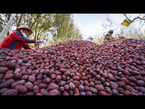Jujube,plum,cherry, watermelon Harvesting Machine in Action - Awesome Fruit Harvester Technology