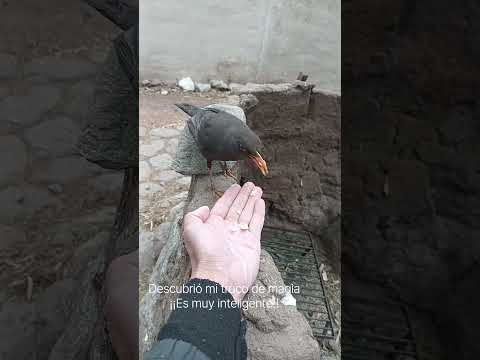 Zorzal Chiguanco.Los Molles.San Luis.Argentina.