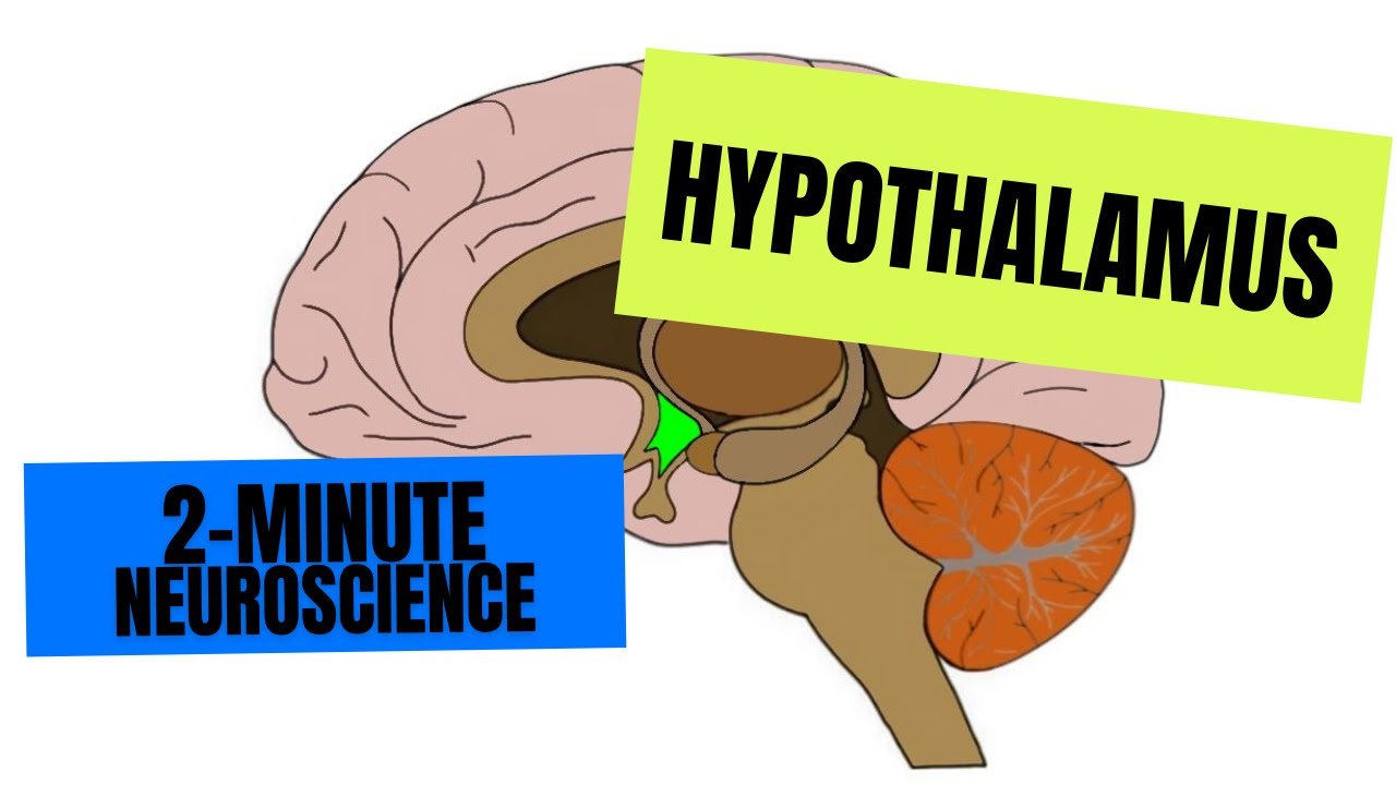 2-Minute Neuroscience: Hypothalamus