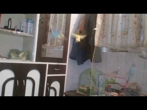 Cage of my daughter birds