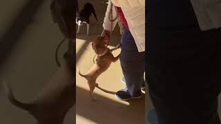 Video preview image #1 Chihuahua-Unknown Mix Puppy For Sale in Westwood, NJ, USA