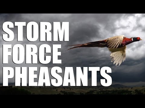 Pheasant shooting in stormforce winds Pheasant shooting in stormforce winds