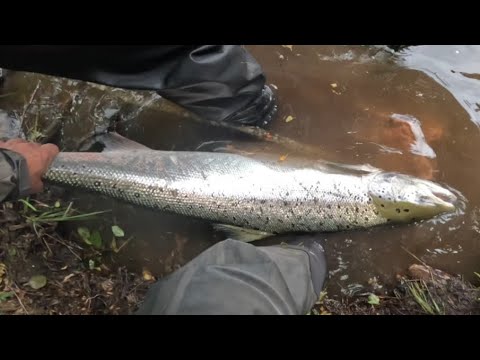 Kungsådran laxfiske 30Juni2023