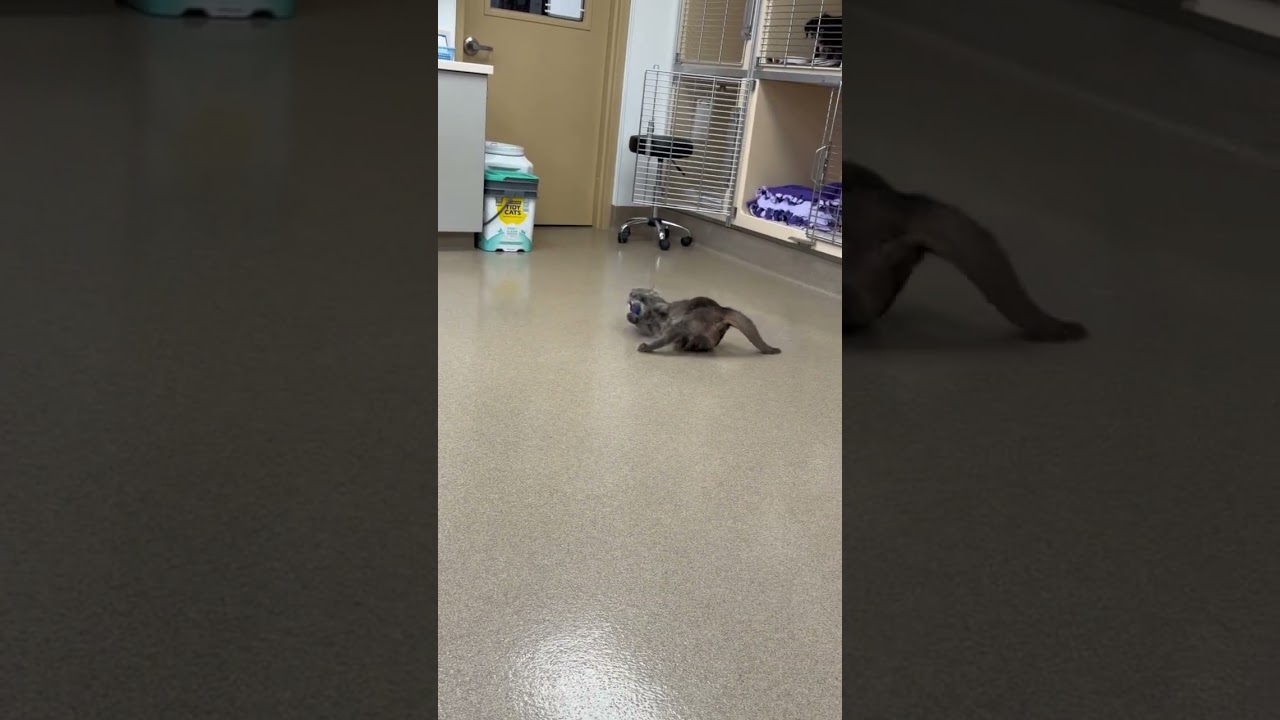 Enlarge Little Foot, an adopted Domestic Short Hair in Eatontown, NJ video 2/6