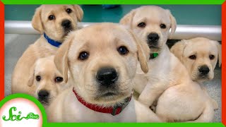 These Adorable Puppies Were Born Smart | SciShow News