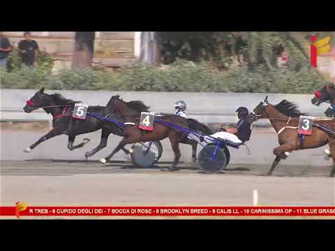 II Corsa del 9 Settembre 2023 - 5 Anni ed oltre - Metri 1600 - Gentlemen