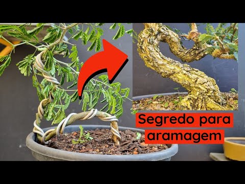 Como criar movimento sem quebrar a planta?