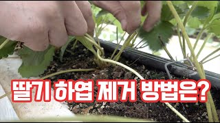 딸기 재배 기초 기술!! 하엽 제거 하는 방법과 그 시기!! 그리고 딸기 억제 관리 방법은?