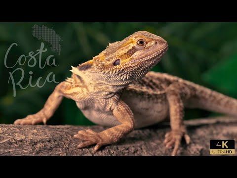 Costa Rica Wildlife 4k - Animals That Call The Jungle Of Costa Rica Home | Scenic Relaxation Film