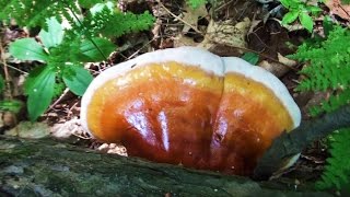 Hemlock Varnish Cap Mushroom - How To FIND HARVEST COOK & EAT  Similar to Reishi