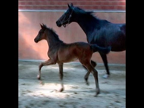 Oldenburger Stutfohlen v. Quaterback aus der Staatspr.St. Chere Amie v. San Amour x Fürst Heinrich