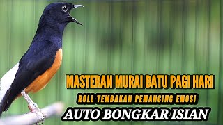 Download lagu PANCINGAN MURAI BATU DI PAGI HARI MEMANCING EMOSI LAWAN AGAR IKUT GACOR DAN BONGKAR ISIAN MEWAH mp3
