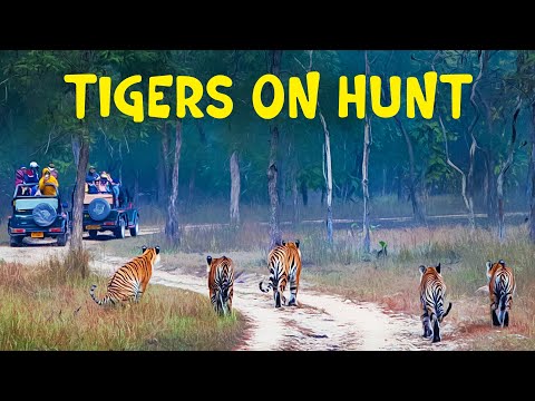 Ep 01 - Tigers of Panna (P151) - Panna Tiger Reserve - 4K Video