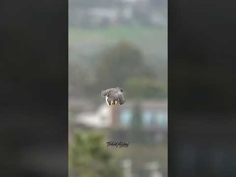 Have you ever seen Peregrine Falcon Stoop dive? #falcons #peregrinefalcon #birdsofprey #birdlovers