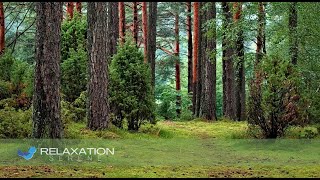 Chuva e Trovão Relaxa Top128 Relaxation Serene