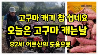 고구마 캐는날 캐는 방법은 도구는 꿀고구마 [고구마재배방법]