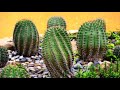 Perhaps I Am No Cuddlier Than A Cactus But I Do Tell You The Truth