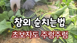 참외 순치는법 한번만 잘해도 달고 맛있는 참외가 주렁주렁