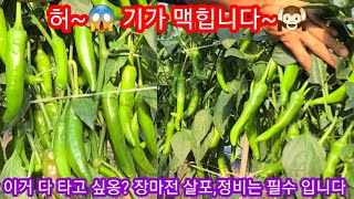 고추 엄~청 달렸죠~ 달린거 다 따려면 서두르세요 장마전 꼭 해야 합니다