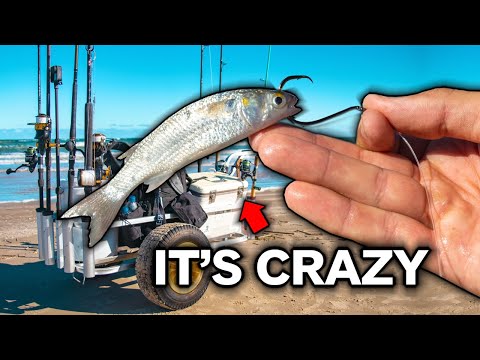 Watch how good is LIVE BAIT beach fishing? something special