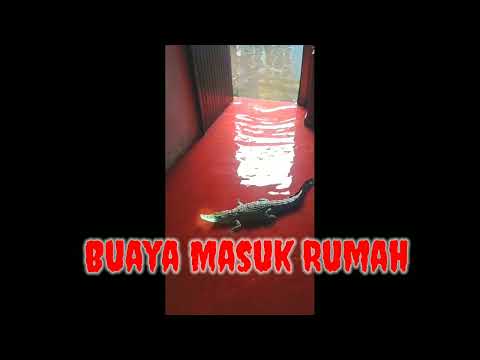 Buaya masuk Rumah