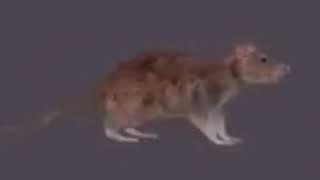 Cover art for low quality gangam style