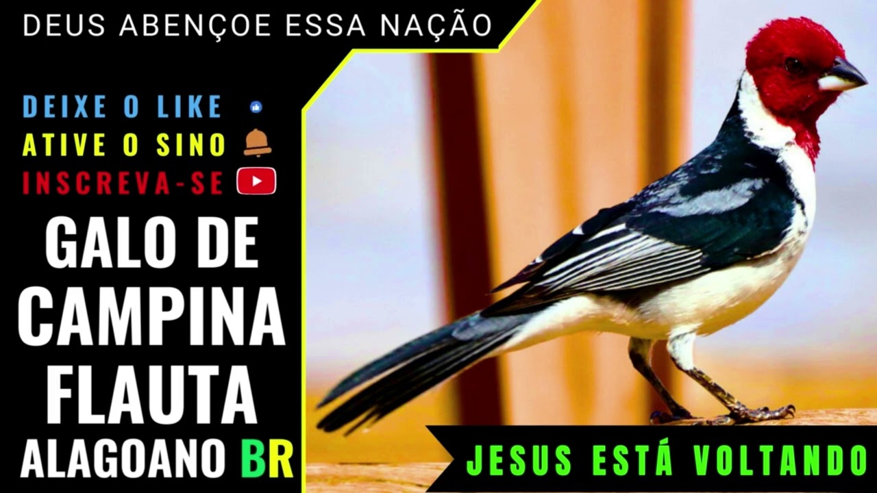 🟢 - GALO DE CAMPINA CANTO FLAUTA ALAGOANO