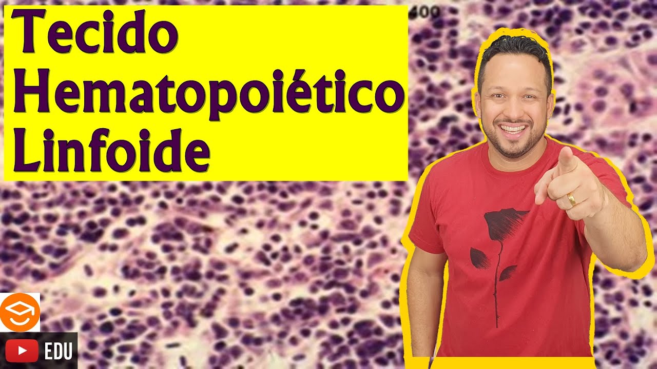 Tecido Hematopoiético Linfoide - Tecido Hemocitopoético Linfoide - Tecido Conjuntivo - Histologia