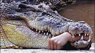 Some crazy people getting close to some dangerous animals beautiful animals