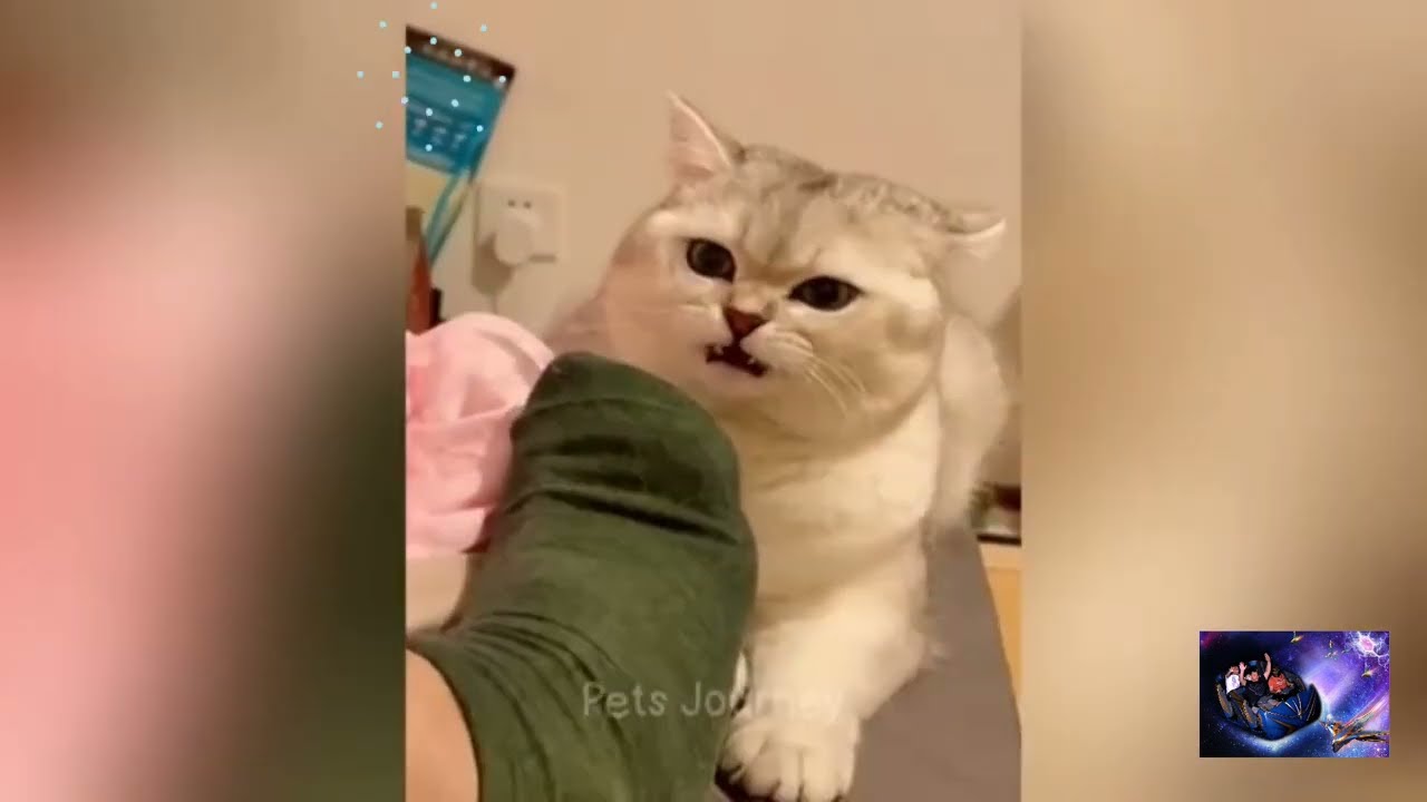 Piadas animais #youtubecreator #humor #dublagem #memes #comedy