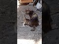 This Kitten Is Very Hungry