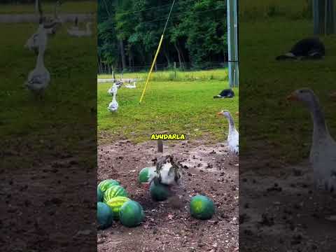 Nadie esperaba que los animales reaccionaran así 😱