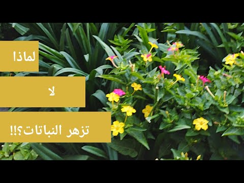 , title : 'أسباب عدم إزهار النباتات ? Why plants are not Blooming'