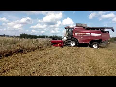 Уборка ЗЕРНА для КРОЛИКОВ/Стоит ли сеять ЗЕРНО/