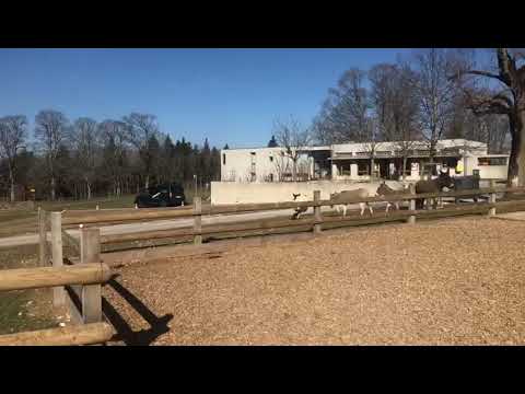 Esel Maison Rouge Stiftung Pferd 190327