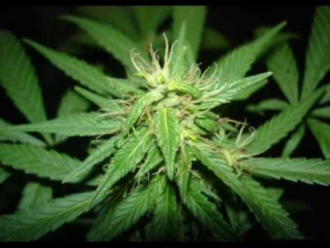 JAH KNIGHT (High Dro _Pop Champagne refix)