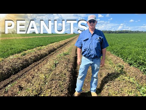 50 Years Of Plowing Up Peanuts