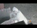 Thief Steals Family S Halloween Decorations