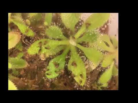 download lagu mp3 mp4 Best Carnivorous Plant For Fruit Flies, download lagu Best Carnivorous Plant For Fruit Flies gratis, unduh video klip Best Carnivorous Plant For Fruit Flies