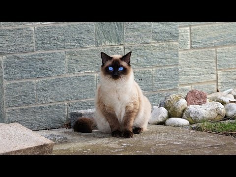 How to Care for a Siamese Cat - Dealing with Breed Specific Issues
