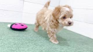 ハーフ犬の動画01