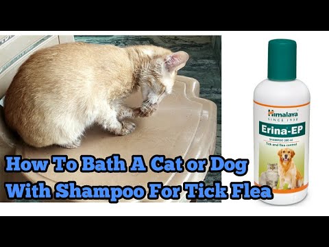 How To Bath A Cat or Dog With Shampoo For Tick Flea | Gingercats
