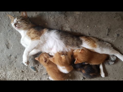 Kittens Do Normal Feline Play Behavior