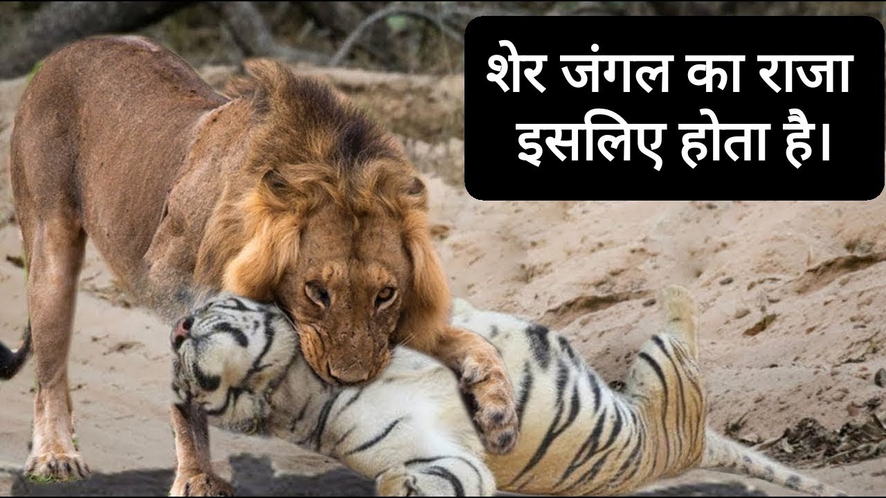 शेर और बाघ मे कौन ज्यादा खतरनाक है ? Who is more dangerous between a lion and a tiger?