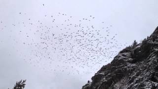 preview picture of video 'A large winter flock of alpine chough at lanslevillard FR - gracchio alpino - chocard à bec jaune'