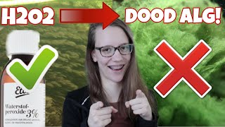 TIP: GOEDKOOP van je ALG AF! VEILIG voor GARNALEN en PLANTEN = H2O2/Waterstofperoxide //Nickey//